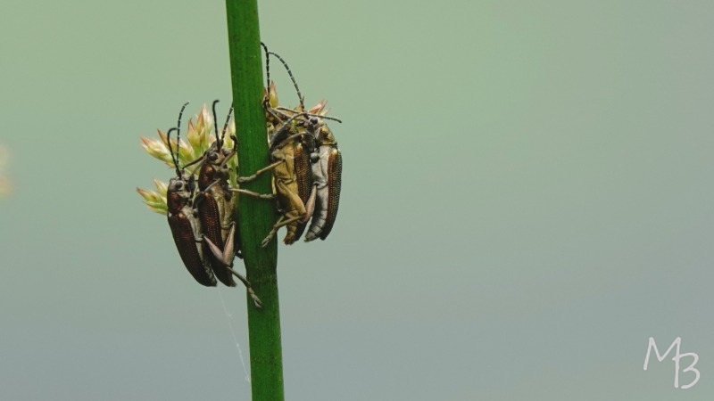 Marian Buurman - Samen ;-) -  2025;5;31mei;insekt;kevertjes;tor;samen;